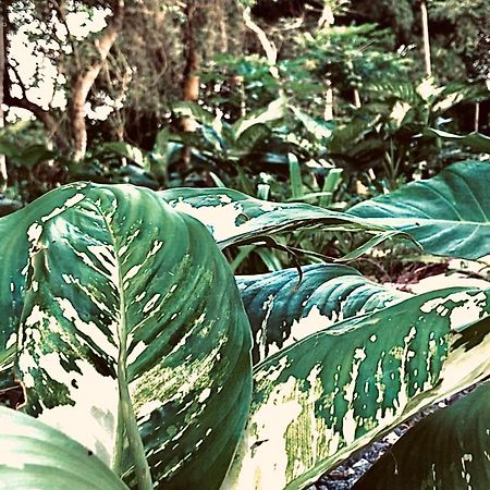 Nature'S Cradle Obosomase 外观 照片