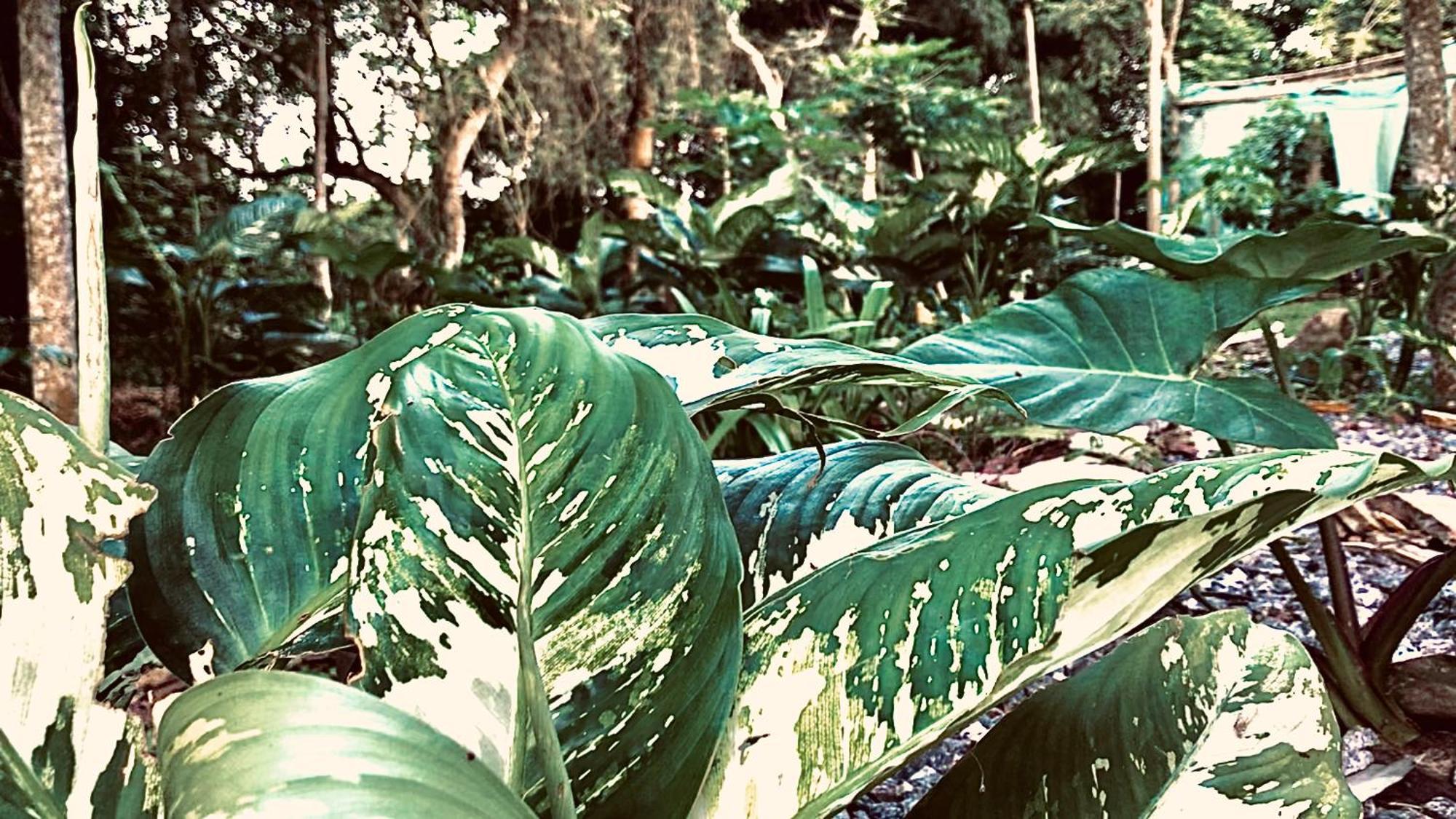 Nature'S Cradle Obosomase 外观 照片